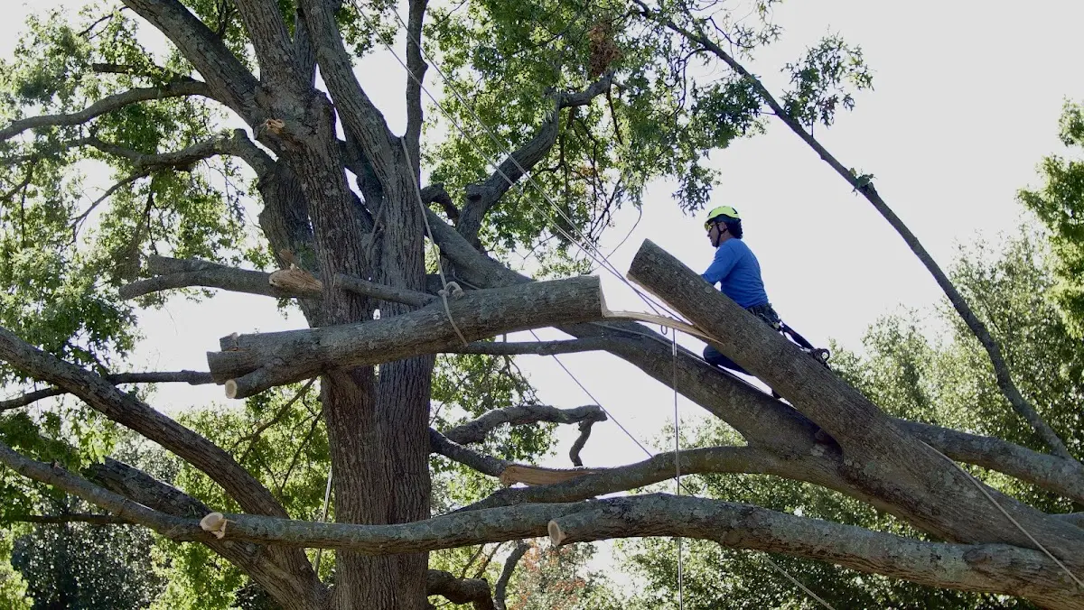 Professional Crown Thinning performed by certified arborists in Mifflin